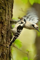 Strakapoud maly - Dendrocopos minor - Lesser Spotted Woodpecker 8950